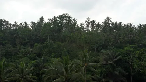 A hillside view of a green forest in Bali, Indonesia.  Stock Footage 131341300