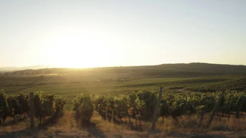 Hillside vineyard Stock Footage 77052067