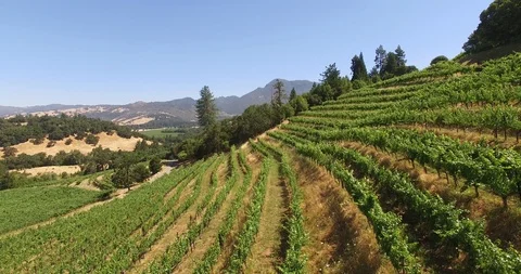 Hillside vineyard Stock Footage 95008690
