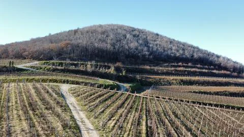 Hillside vineyard 스톡 사진