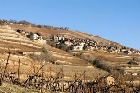 Hillside vineyards Stock Photos