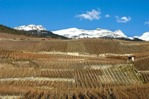 Hillside Vineyards Foto stock