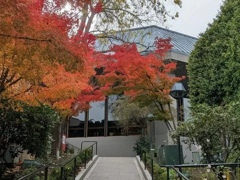 Hillside walking path lined with bright red autumn trees, lush greenery Stock Photos