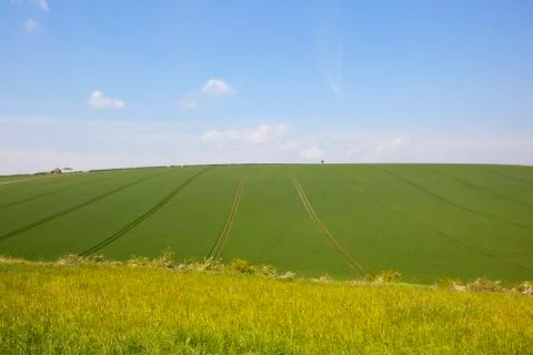 Hillside wheat crop in Springtime Stock Photos