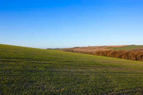 Hillside wheat field Stock Photos