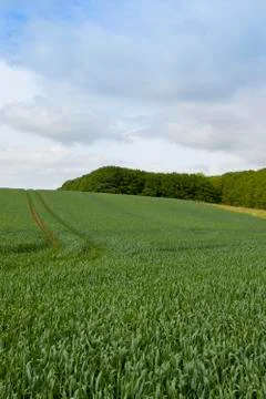 Hillside wheat field Stock Photos