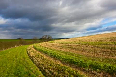Hillside wheat stubble Stock Photos