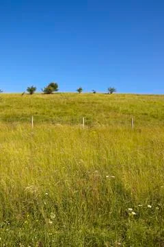 Hillside with wildflowers Foto stock