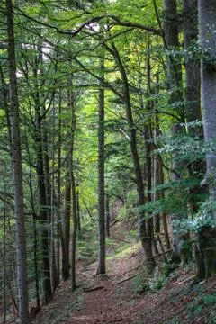 Hillside woods Stock Photos