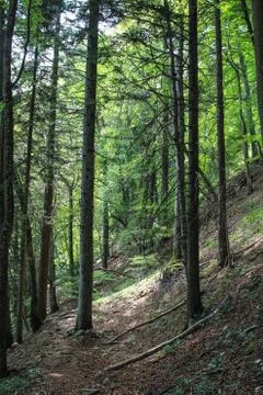 Hillside woods Stock Photos