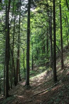 Hillside woods Stock Photos