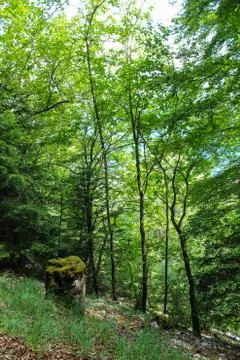 Hillside woods Stock Photos