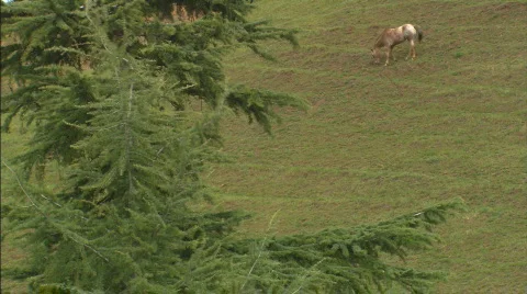 HillsideHorseMS Stock Footage 441838