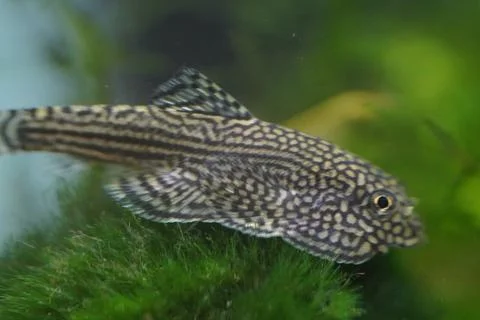 Hillstream loach is a peaceful algae eater with unique body shap Stock Photos