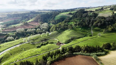 Hilltop tea plantations with long parallel rows on Sao Miguel Island in Azores Stock-Footage 331259534