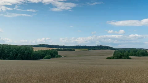 Hilly field with wheat on blue sky background. Time lapse Stock Footage 113614488