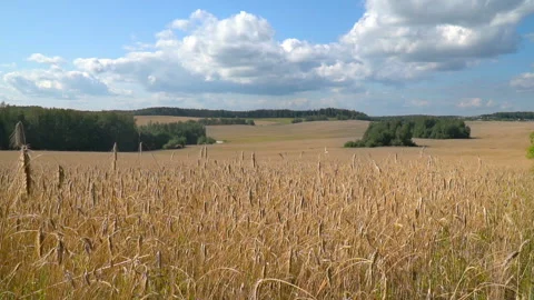 Hilly field with wheat on blue sky background. Focus concept. Slow motion Stock Footage 113676651