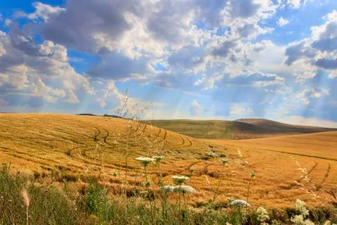 Hilly landscape with cornfields.ITALY. Stock Photos