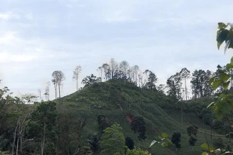 Hilly Landscape with Sparse Trees Stock-Fotos