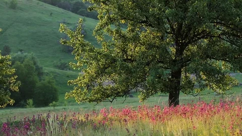 Hilly landscape on sunset time. Slow motion video. Stock Footage 116014572