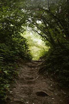 A hilly path through woods Stock Photos