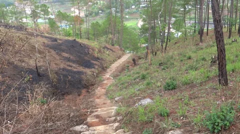 A hilly pathway/ trackway going downwards in the middle of long trees 스톡 동영상 38031733