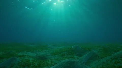 Hilly sandy seabed covered with Smooth ribbon seagrass in the morning light Stock Footage 292134733