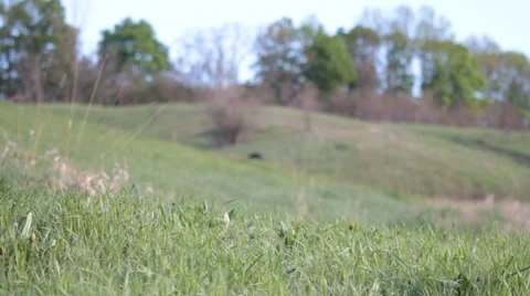 Hilly Spring Countryside, Focus Shift    Stock Footage 49842689