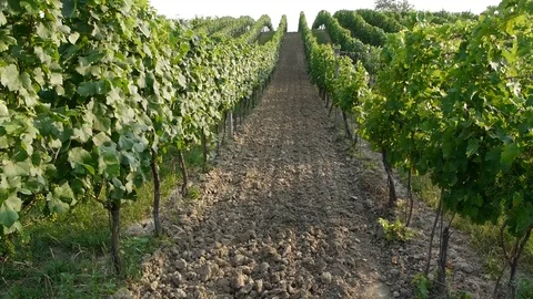 Hilly terrain with vines. Stock Footage 113222433