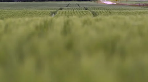 Hilly wheat field Stock Footage 67637737