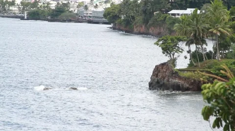 Hilo bay Video stock 44917252