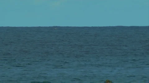 Hilo, Hawaii LS of Whale flapping tail in ocean Stock Footage 5004543