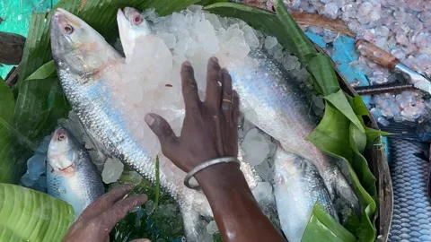 Hilsa fish, also known as ilish Video stock 295233241
