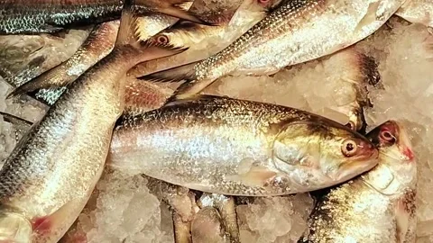 Hilsa fish display at vibrant asian fish market showing abundant river catch Stock Footage 318131431