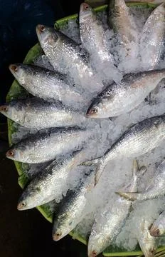 Hilsha fish  Stock Photos