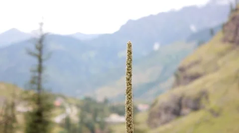 Himachal Manali 20 Stock Footage 58464286