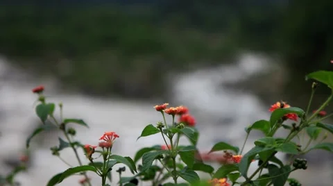 Himachal Manali 61 Stock Footage 58598501
