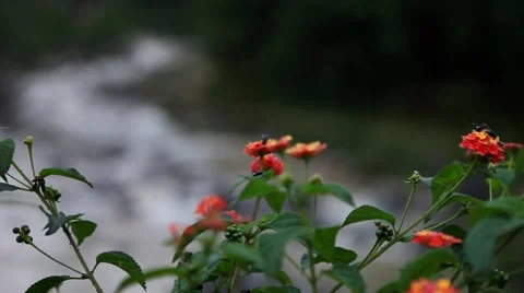 Himachal Manali 62 Stock Footage 58598889