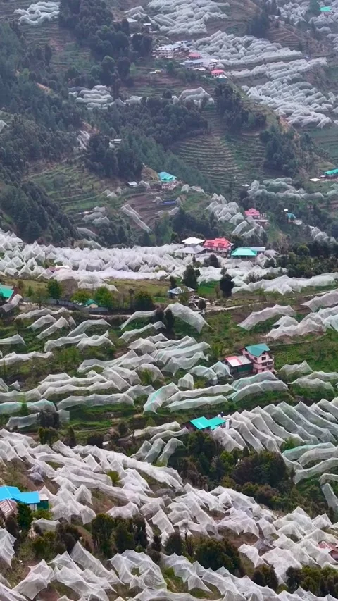Himachal Step hill apple farming, capturing rows of anti-hail nets. Stock Footage 329917778