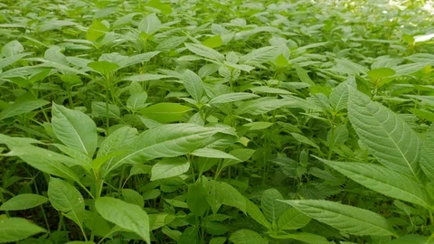 Himalayan Balsam Stock Footage 92529141