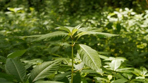 Himalayan Balsam Stock Footage 92530342