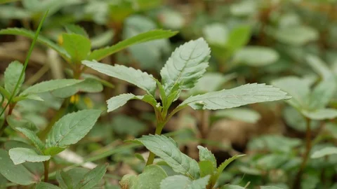 Himalayan Balsam Seedlings Stock Footage 113055729