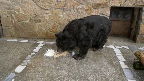 Himalayan bear eats food. Stock Footage 335241046