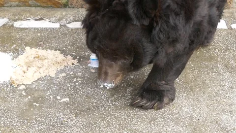 Himalayan bear eats food. Stock Footage 335241073