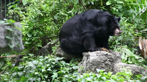 Himalayan bear sitting on the rock Stock Footage 40779520