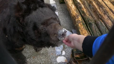 Himalayan bear was given an acorn. Stock Footage 335241083