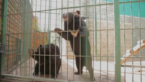 Himalayan bears playing in a cage, Himalayan bears at the zoo. himalayan bear Vidéo 100045743