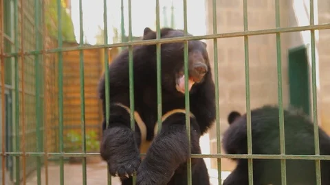 Himalayan bears playing in a cage, Himalayan bears at the zoo. himalayan bear Vidéo 100377100