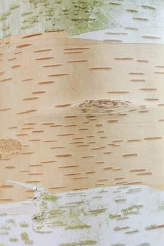 Himalayan birch tree bark background Stockfoto's