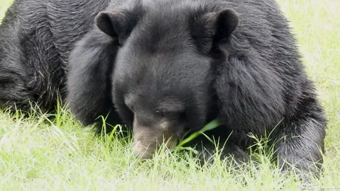 Himalayan black bear Stock Footage 160214781